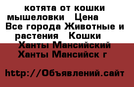 котята от кошки мышеловки › Цена ­ 10 - Все города Животные и растения » Кошки   . Ханты-Мансийский,Ханты-Мансийск г.